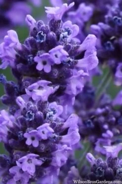 Sweet Romance English Lavender Plant - 1 Gallon Pot -Breeze Sprout Sales lavendula angustifolia sweet romance lavender 9