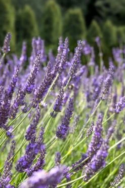 Grosso Lavender - 1 Gallon Pot 10 Grosso Lavender - 1 Gallon Pot -Breeze Sprout Sales lavendula intermedia grosso french lavender 2 1