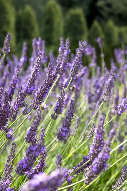 Grosso Lavender - 1 Gallon Pot 5 Grosso Lavender - 1 Gallon Pot - Image 5