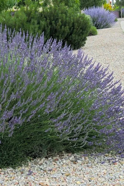 Grosso Lavender - 1 Gallon Pot 1 Grosso Lavender - 1 Gallon Pot