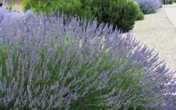 Grosso Lavender - 1 Gallon Pot 9 Grosso Lavender - 1 Gallon Pot -Breeze Sprout Sales lavendula intermedia grosso french lavender 4 1