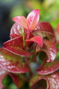 Twisting Red Leucothoe (Fetterbush) - 2 Gallon Pot -Breeze Sprout Sales leucothoe axillaris twisting red coastal dog hobble 3