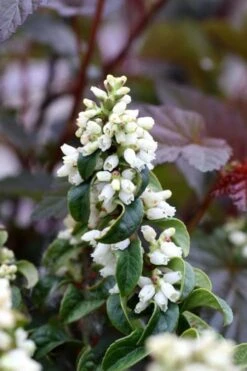 Twisting Red Leucothoe (Fetterbush) - 1 Gallon Pot -Breeze Sprout Sales leucothoe axillaris twisting red coastal dog hobble 5 1