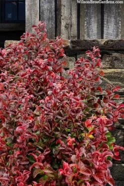 Twisting Red Leucothoe (Fetterbush) - 2 Gallon Pot -Breeze Sprout Sales leucothoe axillaris twisting red coastal dog hobble 7