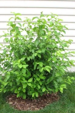 Spicebush (Lindera Benzoin) - 5 Gallon Pot -Breeze Sprout Sales lindera benzoin yellow spicebush 11
