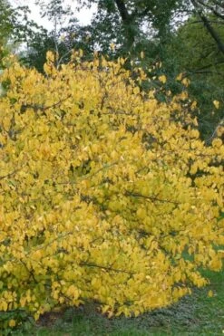 Spicebush (Lindera Benzoin) - 5 Gallon Pot -Breeze Sprout Sales lindera benzoin yellow spicebush 21