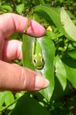 Spicebush (Lindera Benzoin) - 5 Gallon Pot -Breeze Sprout Sales lindera benzoin yellow spicebush 7