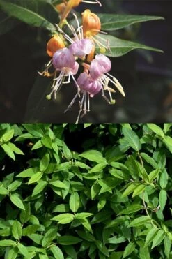 Candy Swirl Honeysuckle Vine (Lonicera) - 5 Gallon Pot -Breeze Sprout Sales lonicera candy swirl honeysuckle vine 3