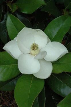 Edith Bogue Cold Hardy Evergreen Magnolia - 7 Gallon Pot -Breeze Sprout Sales magnolia edith bogue 5