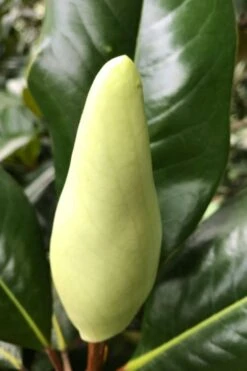 Edith Bogue Cold Hardy Evergreen Magnolia - 7 Gallon Pot -Breeze Sprout Sales magnolia edith bogue bud 1