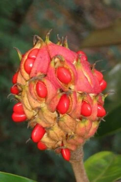 Edith Bogue Cold Hardy Evergreen Magnolia - 7 Gallon Pot -Breeze Sprout Sales magnolia edith bogue fruit 1