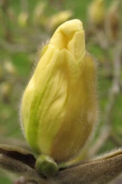 Elizabeth Magnolia (Tulip Tree) - 5 Gallon Pot -Breeze Sprout Sales magnolia elizabeth 10