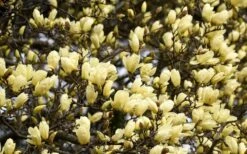 Elizabeth Magnolia (Tulip Tree) - 5 Gallon Pot -Breeze Sprout Sales magnolia elizabeth 15