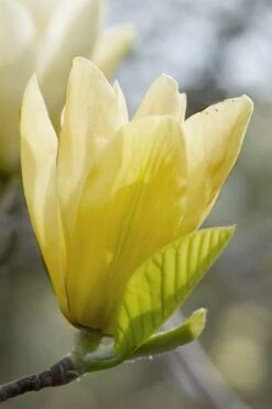 Elizabeth Magnolia (Tulip Tree) - 5 Gallon Pot -Breeze Sprout Sales magnolia elizabeth 2