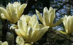 Elizabeth Magnolia (Tulip Tree) - 5 Gallon Pot -Breeze Sprout Sales magnolia elizabeth 4