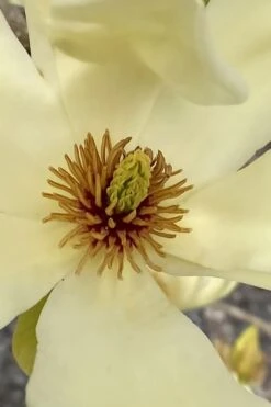 Elizabeth Magnolia (Tulip Tree) - 5 Gallon Pot -Breeze Sprout Sales magnolia elizabeth 6