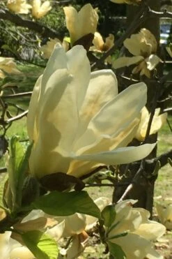 Elizabeth Magnolia (Tulip Tree) - 5 Gallon Pot -Breeze Sprout Sales magnolia elizabeth 8