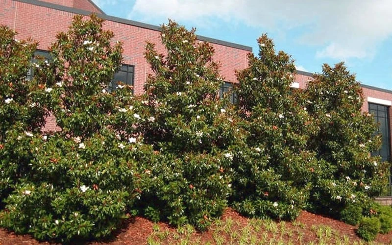 Kay Parris Southern Magnolia - 7 Gallon Pot (3-4') 6 Kay Parris Southern Magnolia - 7 Gallon Pot (3-4') - Image 6