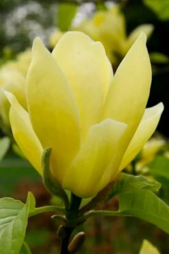 Lois Yellow Magnolia (Tulip Tree) - 7 Gallon Pot (5-6') 16 Lois Yellow Magnolia (Tulip Tree) - 7 Gallon Pot (5-6') -Breeze Sprout Sales magnolia lois yellow tulip tree 1