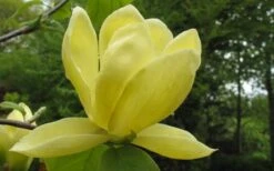 Lois Yellow Magnolia (Tulip Tree) - 7 Gallon Pot (5-6') 14 Lois Yellow Magnolia (Tulip Tree) - 7 Gallon Pot (5-6') -Breeze Sprout Sales magnolia lois yellow tulip tree 10