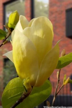 Lois Yellow Magnolia (Tulip Tree) - 7 Gallon Pot (5-6') 17 Lois Yellow Magnolia (Tulip Tree) - 7 Gallon Pot (5-6') -Breeze Sprout Sales magnolia lois yellow tulip tree 5