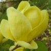 Lois Yellow Magnolia (Tulip Tree) - 7 Gallon Pot (5-6')