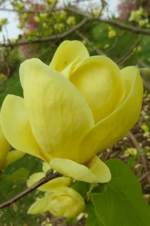 Lois Yellow Magnolia (Tulip Tree) - 7 Gallon Pot (5-6') 1 Lois Yellow Magnolia (Tulip Tree) - 7 Gallon Pot (5-6')