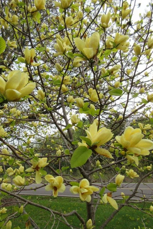 Lois Yellow Magnolia (Tulip Tree) - 7 Gallon Pot (5-6') 6 Lois Yellow Magnolia (Tulip Tree) - 7 Gallon Pot (5-6') - Image 6