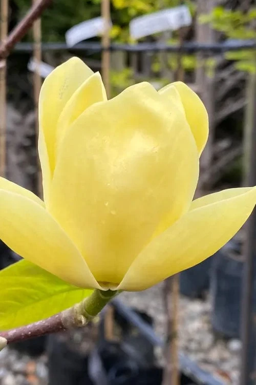 Lois Yellow Magnolia (Tulip Tree) - 7 Gallon Pot (5-6') 9 Lois Yellow Magnolia (Tulip Tree) - 7 Gallon Pot (5-6') - Image 9