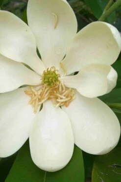 Moonglow Sweetbay Magnolia Tree (Magnolia Virginiana 'Jim Wilson') - 3 Gallon Pot -Breeze Sprout Sales magnolia moonglow sweetbay flower 1