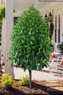 Stellar Ruby Magnolia Single Trunk Tree (Banana Shrub Hybrid) - 7 Gallon Pot (3-4') -Breeze Sprout Sales magnolia stellar ruby single trunk tree form 1