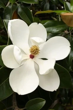 Teddy Bear Dwarf Southern Magnolia - 7 Gallon Pot (3-4') 13 Teddy Bear Dwarf Southern Magnolia - 7 Gallon Pot (3-4') -Breeze Sprout Sales magnolia teddy bear 3 1