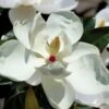Victoria Cold Hardy Evergreen Magnolia - 3 Gallon Pot