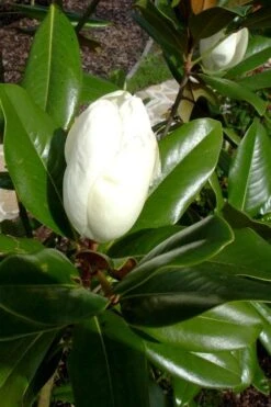 Victoria Cold Hardy Evergreen Magnolia - 3 Gallon Pot 12 Victoria Cold Hardy Evergreen Magnolia - 3 Gallon Pot -Breeze Sprout Sales magnolia victoria 8