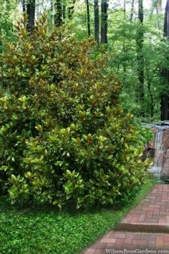 Victoria Cold Hardy Evergreen Magnolia - 3 Gallon Pot 11 Victoria Cold Hardy Evergreen Magnolia - 3 Gallon Pot -Breeze Sprout Sales magnolia victoria 9