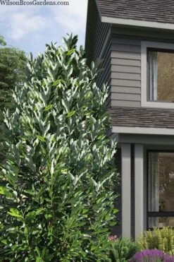 Silver Mist Sweetbay Magnolia - 3 Gallon Pot 11 Silver Mist Sweetbay Magnolia - 3 Gallon Pot -Breeze Sprout Sales magnolia virginiana silver mist sweetbay 2