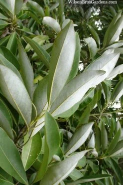 Silver Mist Sweetbay Magnolia - 3 Gallon Pot 12 Silver Mist Sweetbay Magnolia - 3 Gallon Pot -Breeze Sprout Sales magnolia virginiana silver mist sweetbay 4