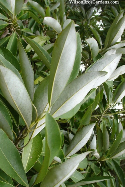 Silver Mist Sweetbay Magnolia - 3 Gallon Pot 5 Silver Mist Sweetbay Magnolia - 3 Gallon Pot - Image 5