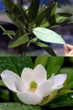 Silver Mist Sweetbay Magnolia - 3 Gallon Pot 13 Silver Mist Sweetbay Magnolia - 3 Gallon Pot -Breeze Sprout Sales magnolia virginiana silver mist sweetbay 6