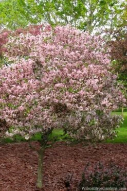 Southern Crabapple (Malus Angustifolia) - 1 Gallon Pot 10 Southern Crabapple (Malus Angustifolia) - 1 Gallon Pot -Breeze Sprout Sales malus angustifolia southern crabapple tree 8
