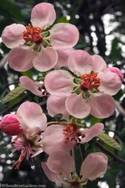 Southern Crabapple (Malus Angustifolia) - 1 Gallon Pot 9 Southern Crabapple (Malus Angustifolia) - 1 Gallon Pot -Breeze Sprout Sales malus angustifolia southern crabapple tree flowers 2