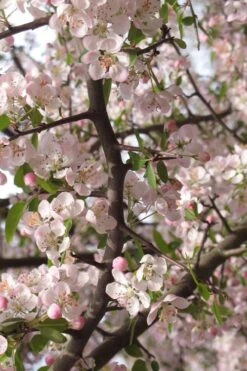 Southern Crabapple (Malus Angustifolia) - 1 Gallon Pot 11 Southern Crabapple (Malus Angustifolia) - 1 Gallon Pot -Breeze Sprout Sales malus angustifolia southern crabapple tree flowers 4
