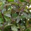 Chocolate Mint Plant - 4 Pack Of Quart Pots
