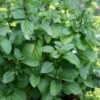 Orange Mint Plant - 4 Pack Of Quart Pots