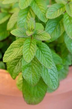 The Best Spearmint (Mentha Spicata 'Mint The Best)) - 6 Pack Of Pint Pots -Breeze Sprout Sales mentha spicata mint the best spearmint 1