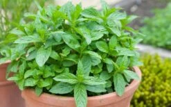 The Best Spearmint (Mentha Spicata 'Mint The Best)) - 6 Pack Of Pint Pots -Breeze Sprout Sales mentha spicata mint the best spearmint 2