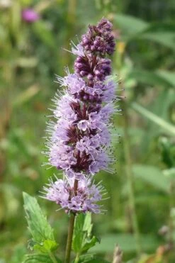 The Best Spearmint (Mentha Spicata 'Mint The Best)) - 6 Pack Of Pint Pots -Breeze Sprout Sales mentha spicata mint the best spearmint 4