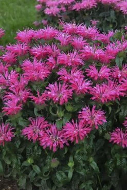 Electric Neon Pink Bee Balm (Monarda) - 1 Gallon Pot -Breeze Sprout Sales monarda electric neon pink bee balm 1
