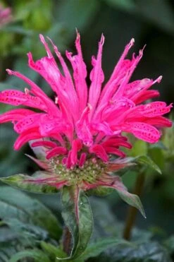 Electric Neon Pink Bee Balm (Monarda) - 1 Gallon Pot -Breeze Sprout Sales monarda electric neon pink bee balm 6