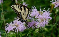 Wild Bergamot Bee Balm (Monarda Fistulosa) - 8 Pack Of 1 Gallon Pots 12 Wild Bergamot Bee Balm (Monarda Fistulosa) - 8 Pack Of 1 Gallon Pots -Breeze Sprout Sales monarda fistulosa wild bergamont bee balm 11 3